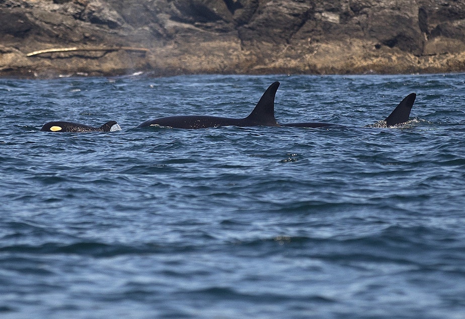 caption: Southern resident orcas from J pod, including a new calf, on Aug. 15, 2019 near Lime Kiln Point off San Juan Island. (Image taken under authority of NMFS permit No. 22141)