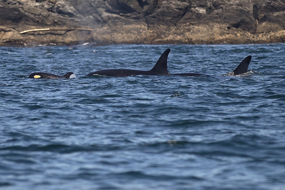 caption: Southern resident orcas from J pod, including a new calf, on Aug. 15, 2019 near Lime Kiln Point off San Juan Island. (Image taken under authority of NMFS permit No. 22141)