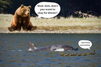 caption: A collage showing a baby orca swimming with a family of ducks as a brown bear looks on from shore. The bear is asking, "Wait, kids, don't you want to stay for dinner?" The mother duck, leading her ducklings and the baby whale, is saying, "Just keep swimming." Photos courtesy of Bay Cetology and Canva.