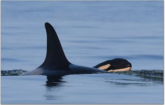 caption: Newborn orca J57 surfaces alongside its mother, known as J35 or Tahlequah, on Saturday off San Juan Island.