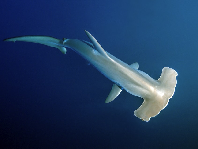 caption: Scalloped hammerhead sharks can dive to depths of more than 2,600 ft (800 m) to hunt for squid and other food.