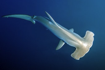 caption: Scalloped hammerhead sharks can dive to depths of more than 2,600 ft (800 m) to hunt for squid and other food.