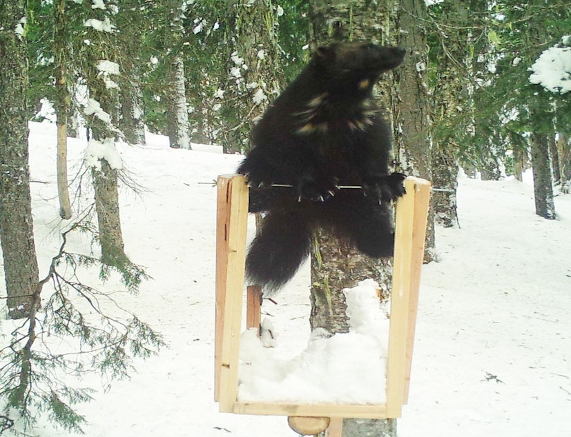 caption: File photo. An unknown male wolverine was spotted at a wildlife monitoring station in Washington's southern Cascades in 2018.