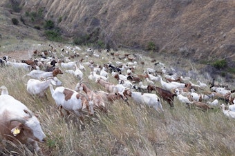 caption: The goats were deployed on the hillside near a neighborhood that was too steep for other fuel mitigation efforts, like thinning machines.