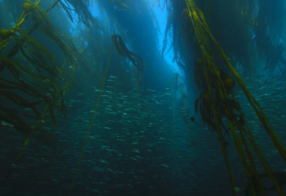caption: Forage fish in a kelp forest at Tatoosh Island off the Olympic coast 