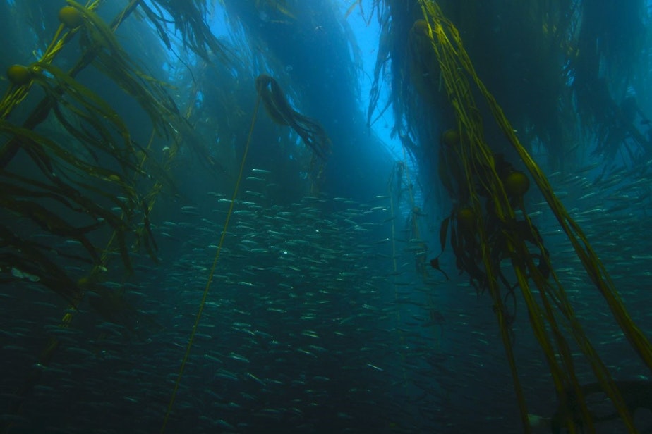 caption: Forage fish in a kelp forest at Tatoosh Island off the Olympic coast 