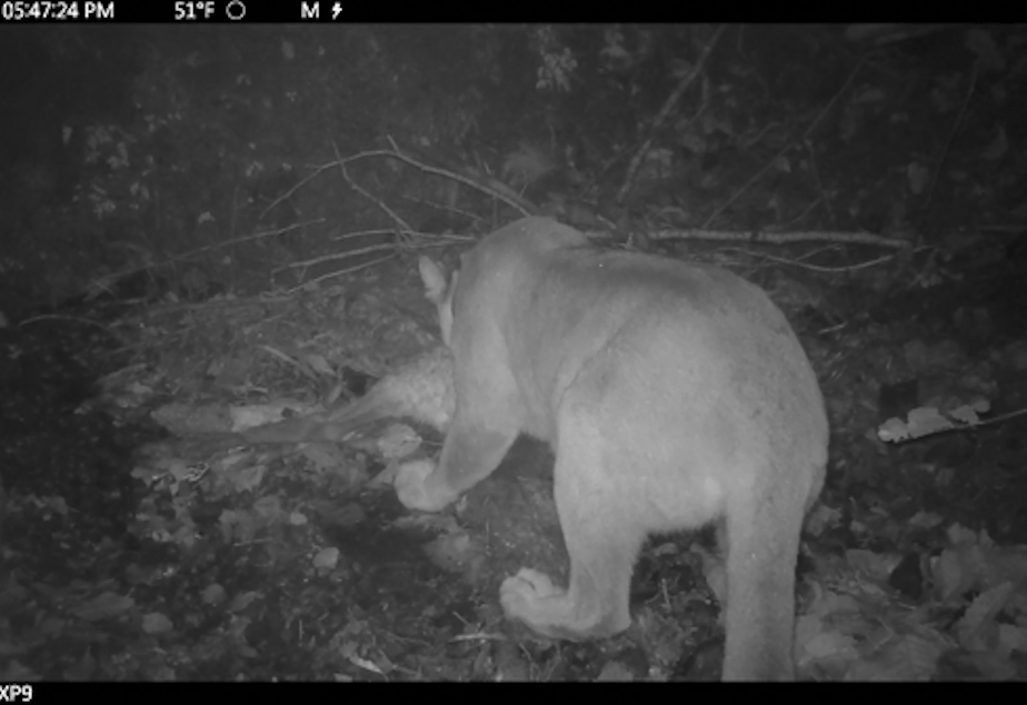 caption: Charlotte, a female cougar, feeds alongside a skunk at a kill site.