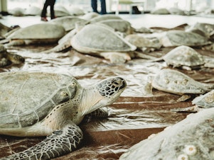 caption: The South Padre Island Convention Center opened its doors and took in thousands of sea turtles cold-stunned during the Valentine's Week Winter Storm.