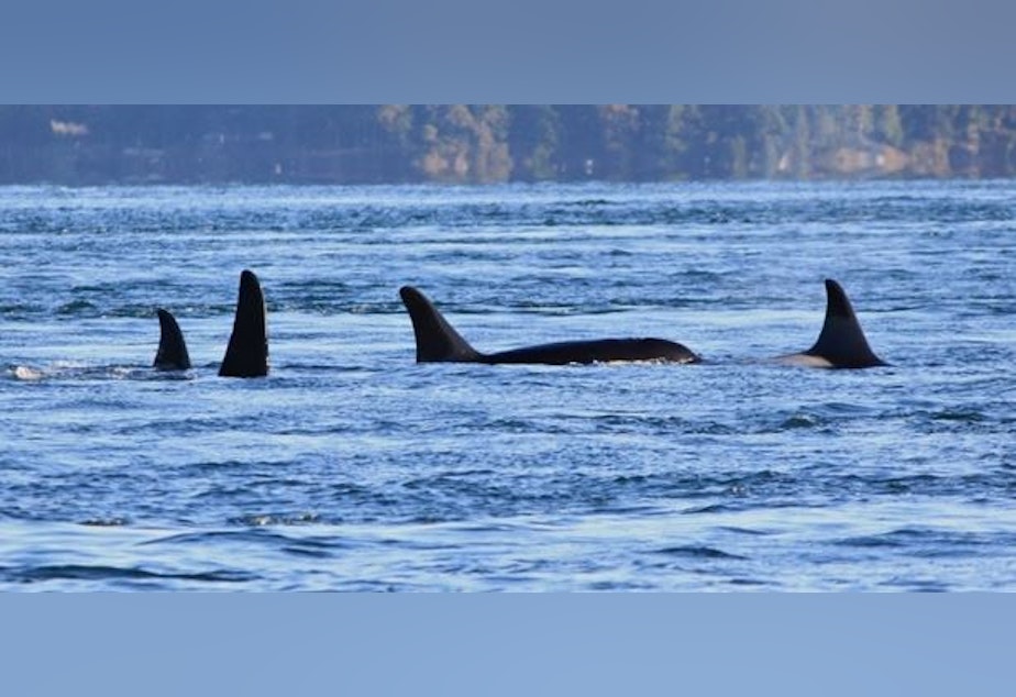 caption: A photo taken November 29, 2014, in Speiden Channel, north of San Juan Island. J32 Rhapsody is in the lead, on the right. J32 Rhapsody was reported dead on Dec. 4, 2014.