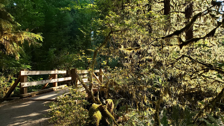 caption: A trail in the Hoh Rainforest in September 2020.