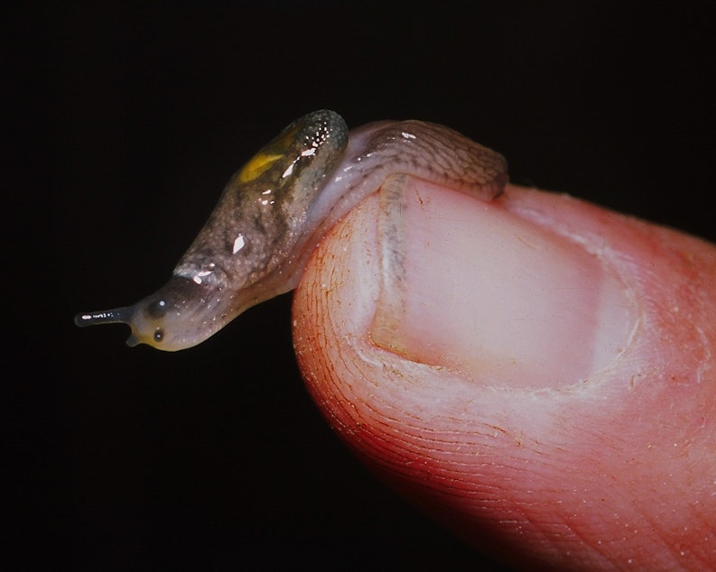 caption: A Burrington jumping slug found on Vancouver Island