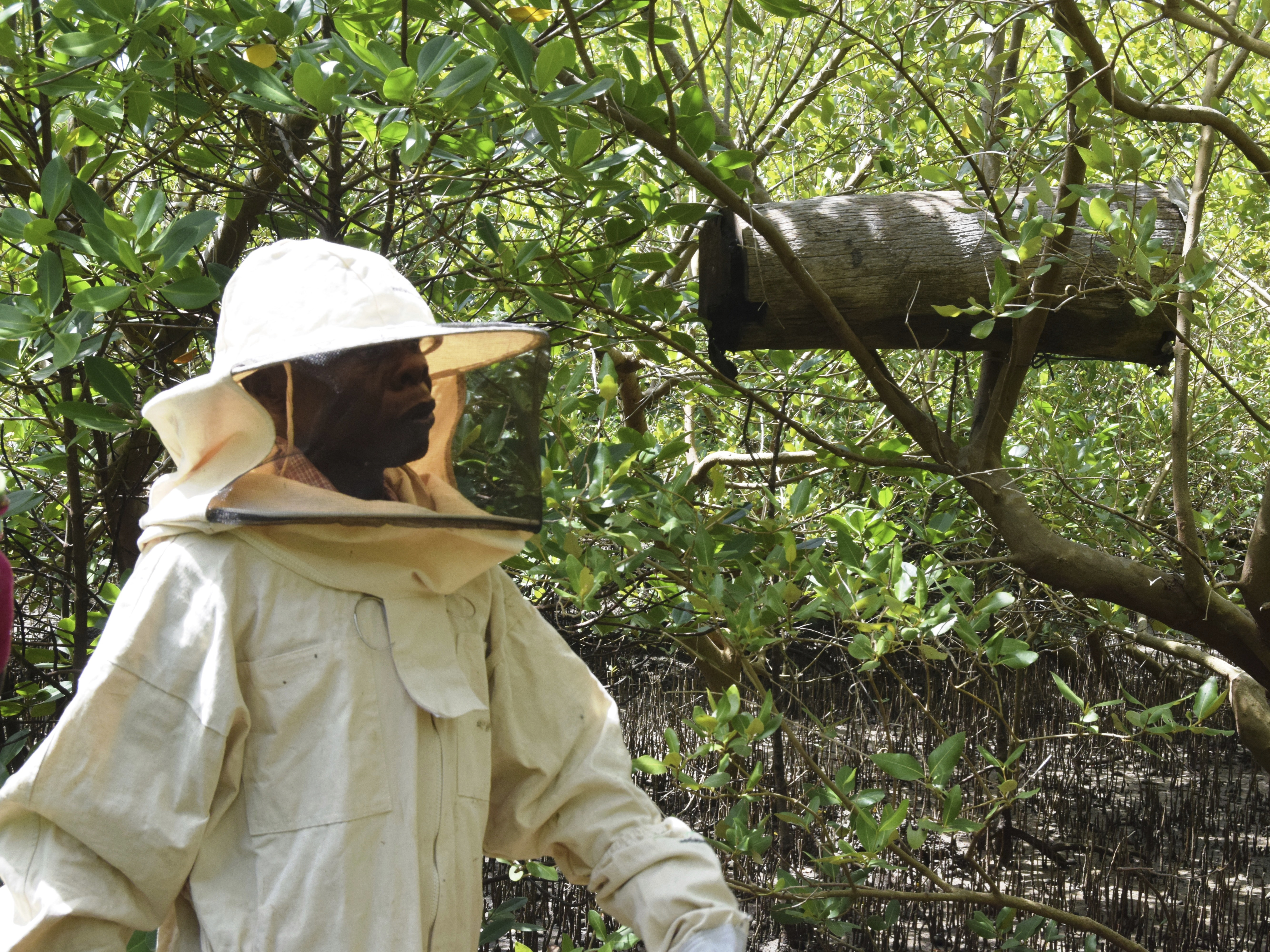 caption: Peter Nyongesa walks through the mangroves to monitor his beehives in the Bangladesh slums in Mombasa, Kenya, on May 30, 2024. The 69-year-old Nyongesa recalled how he would plead unsuccessfully with loggers to spare the mangroves or cut only the mature ones while leaving the younger ones intact. So he has turned to deterring the loggers with bees, hidden in the mangroves and ready to sting.