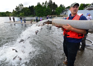 caption: David Whitmer from the Washington Department of Fish and Wildlife pumps rainbow trout into Seattle's Green Lake on Friday, June 19, to the delight of a crowd of anglers and passersby.