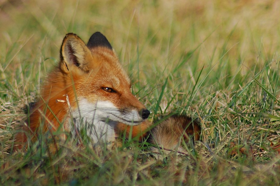 caption: What is this fox plotting? Wouldn't you like to know.