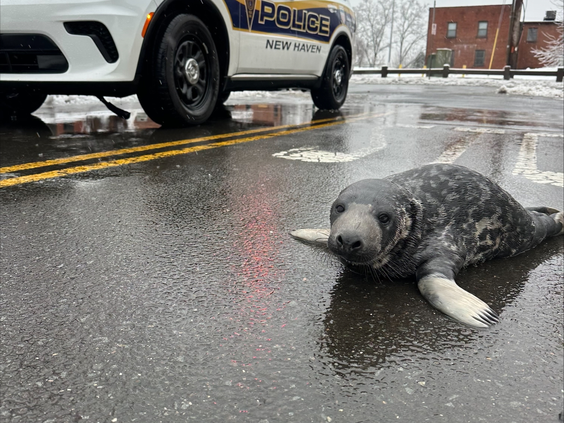 caption: The Mystic Aquarium announced the death of Chappy, who was rescued from downtown New Haven, Conn., in mid-February.