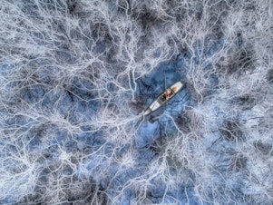 caption: A fisherman paddles through mangrove trees at the Tam Giang Lagoon in the Hue province of Vietnam. Mangroves lose all their leaves <strong></strong>in winter, exposing their whitish trunks.