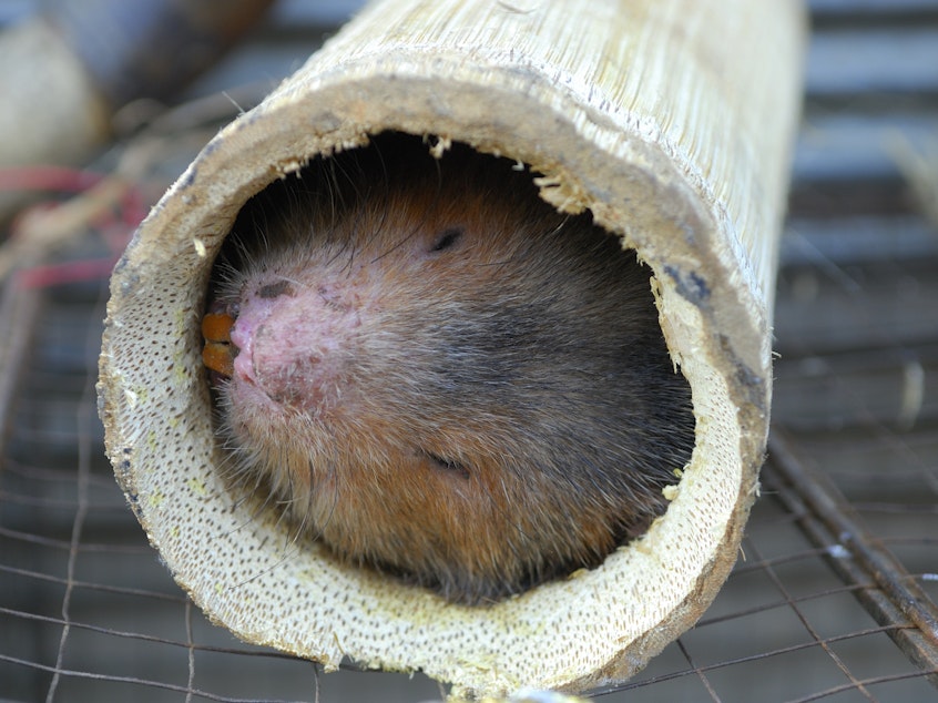 caption: Bamboo rats are among the wild animals farmed for food in China and other parts of Asia. A member of the WHO team investigating the pandemic says its report will conclude that such animal farms are likely the place where the pandemic began. Above: A live rat for sale at a food market in Myanmar.
