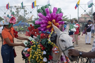 caption: A donkey's owner makes last-minute adjustments ahead of the costume competition at the annual Donkey Festival in San Antero.