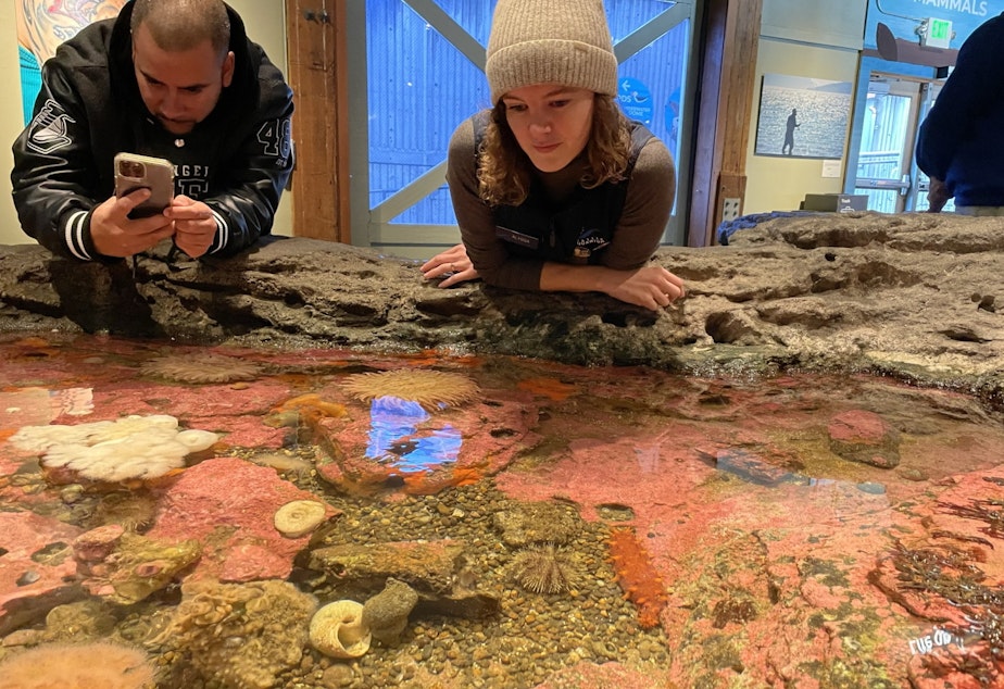 caption: Alyssa Lind, research diver and aquarium employee, at the Seattle Aquarium tidepool touch displays.