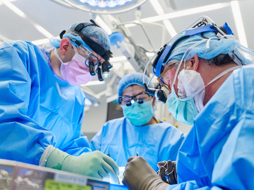 caption: Dr. Jeffrey Stern, assistant professor in the Department of Surgery at NYU Grossman School of Medicine, and Dr. Robert Montgomery, director of the NYU Langone Transplant Institute, prepare the gene-edited pig kidney with thymus for transplantation.