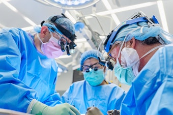 caption: Dr. Jeffrey Stern, assistant professor in the Department of Surgery at NYU Grossman School of Medicine, and Dr. Robert Montgomery, director of the NYU Langone Transplant Institute, prepare the gene-edited pig kidney with thymus for transplantation.