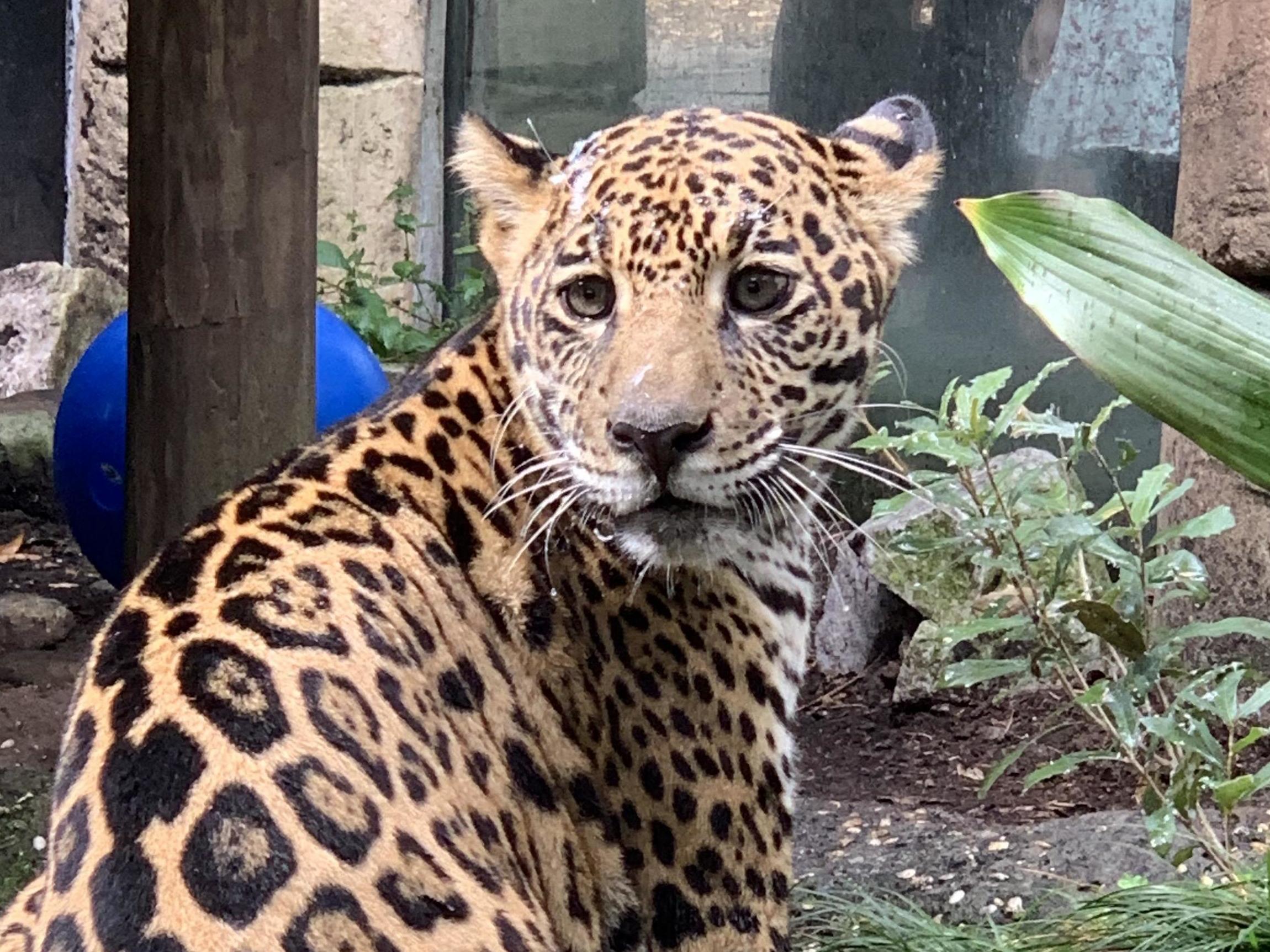 caption: The New Orleans Audubon Zoo has taken in the 7-month-old jaguar that was rescued from wildlife trafficking. The jaguar was rescued by the U.S. Fish and Wildlife Service and the Association of Zoos.