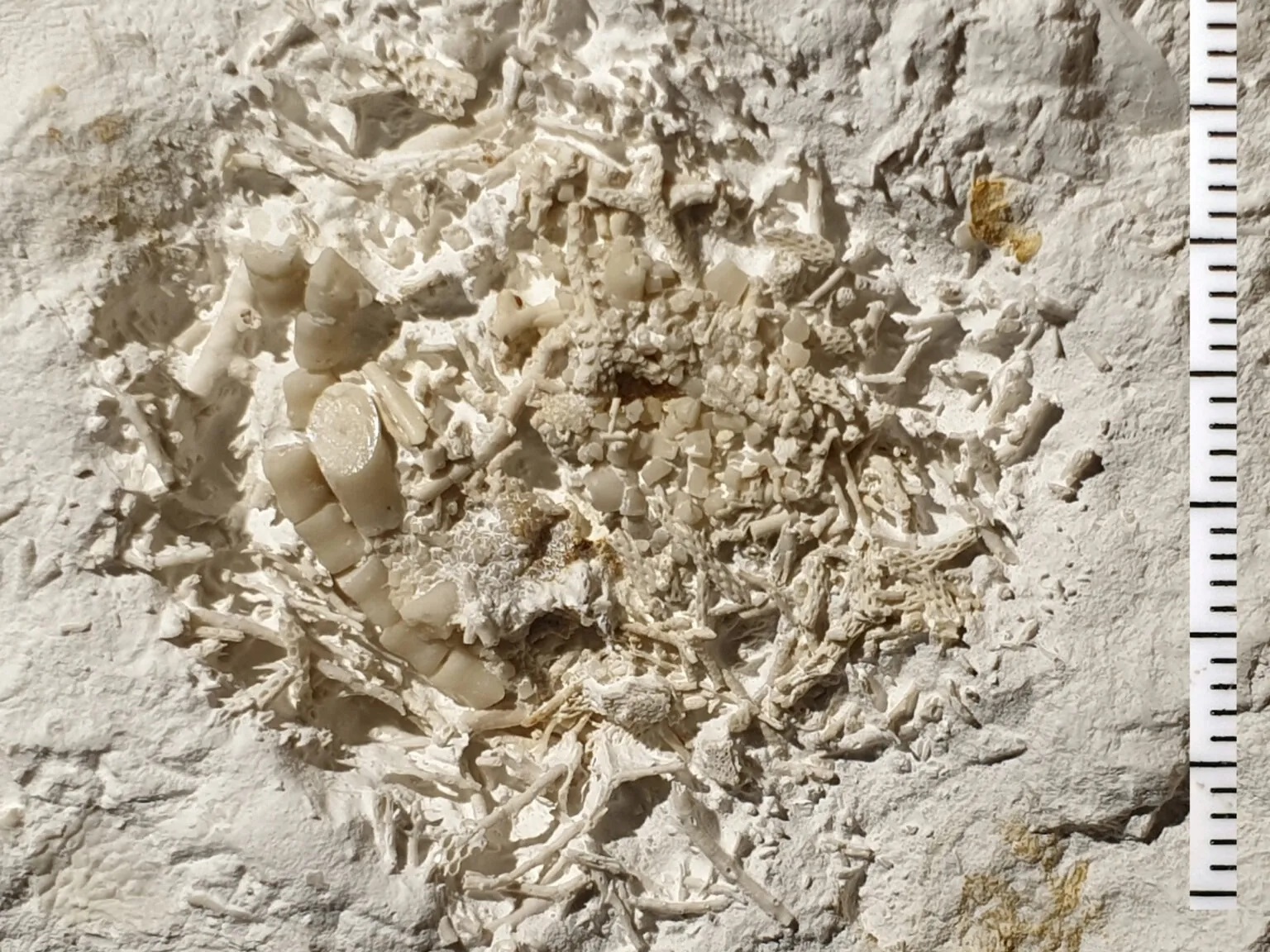 caption: A lump of chewed up crinoid fragments from 66 million years ago is now at a museum in Denmark.