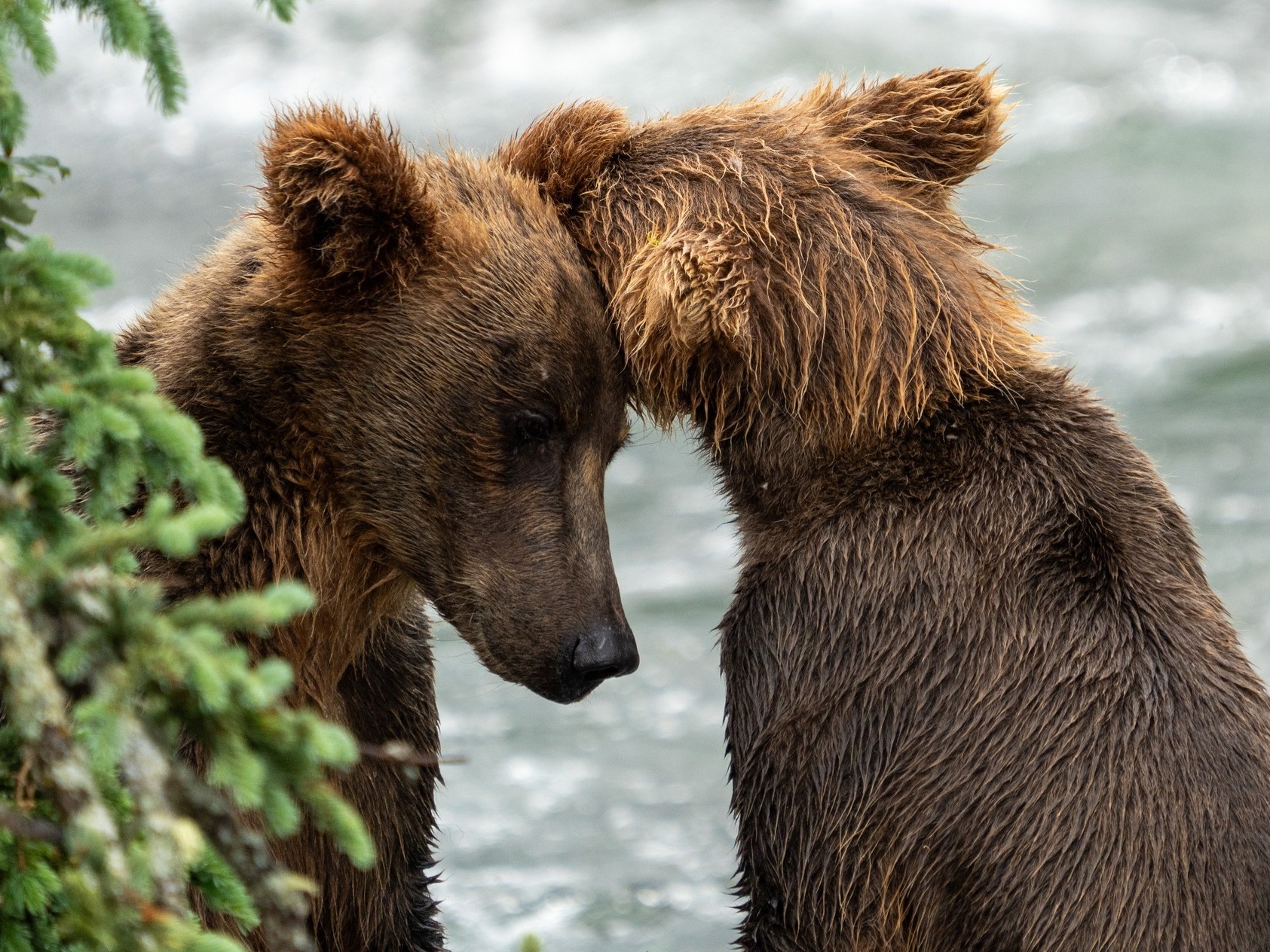 caption: Two bear cousins became siblings this summer — and the new family fishes and lives together, led by 910.