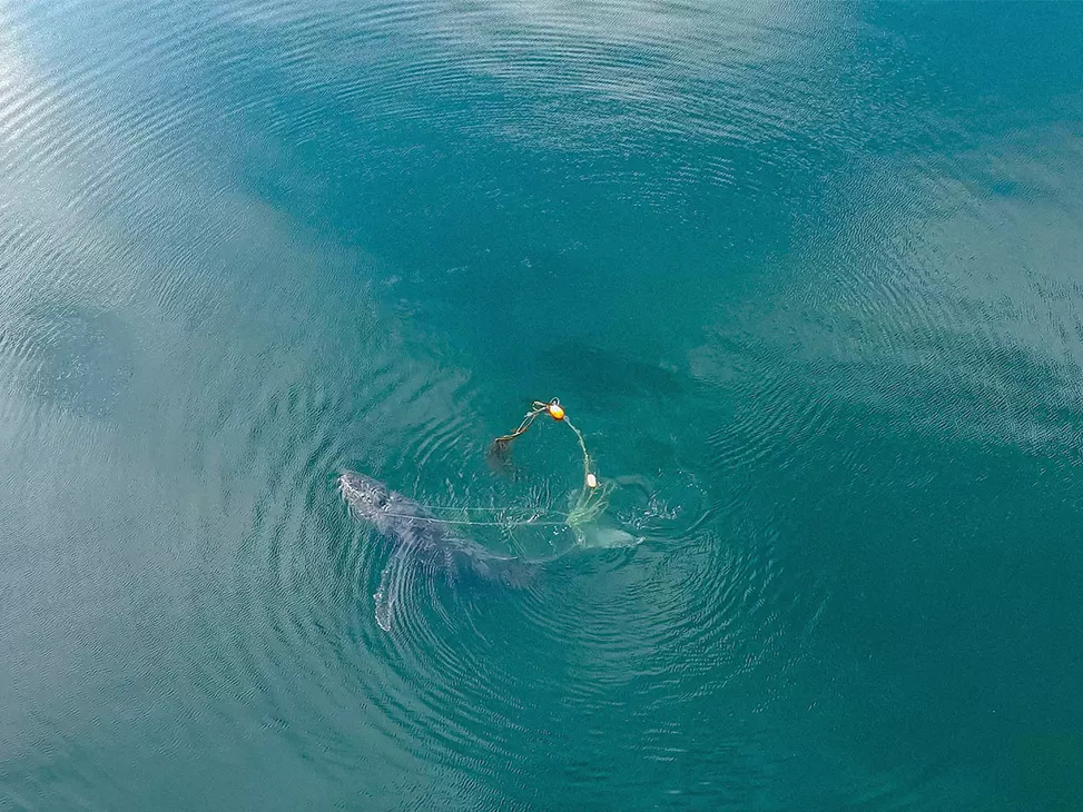 caption: A team of wildlife officials collaborated with whale experts to free a humpback whale off the coast of Gustavus, Alaska last month.