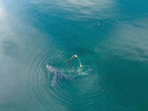 caption: A team of wildlife officials collaborated with whale experts to free a humpback whale off the coast of Gustavus, Alaska last month.
