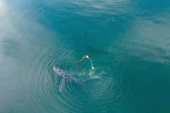 caption: A team of wildlife officials collaborated with whale experts to free a humpback whale off the coast of Gustavus, Alaska last month.