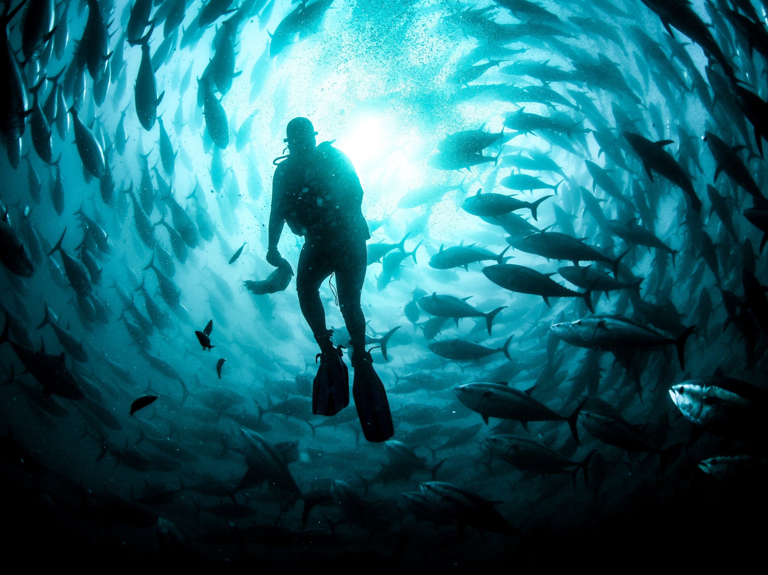 caption: A diver maintains an open-water cage where tuna are being farmed in Izmir, Turkey. In the U.S., federally controlled ocean waters have been off limits to aquaculture, curbing the industry's growth. But the tide may be turning.