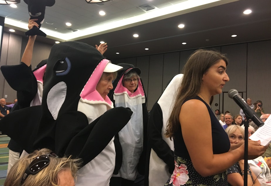 caption: Chiara Rose D'Angelo-Patricio with the Endangered Species Coalition speaks at the southern killer whale task force meeting in Anacortes
