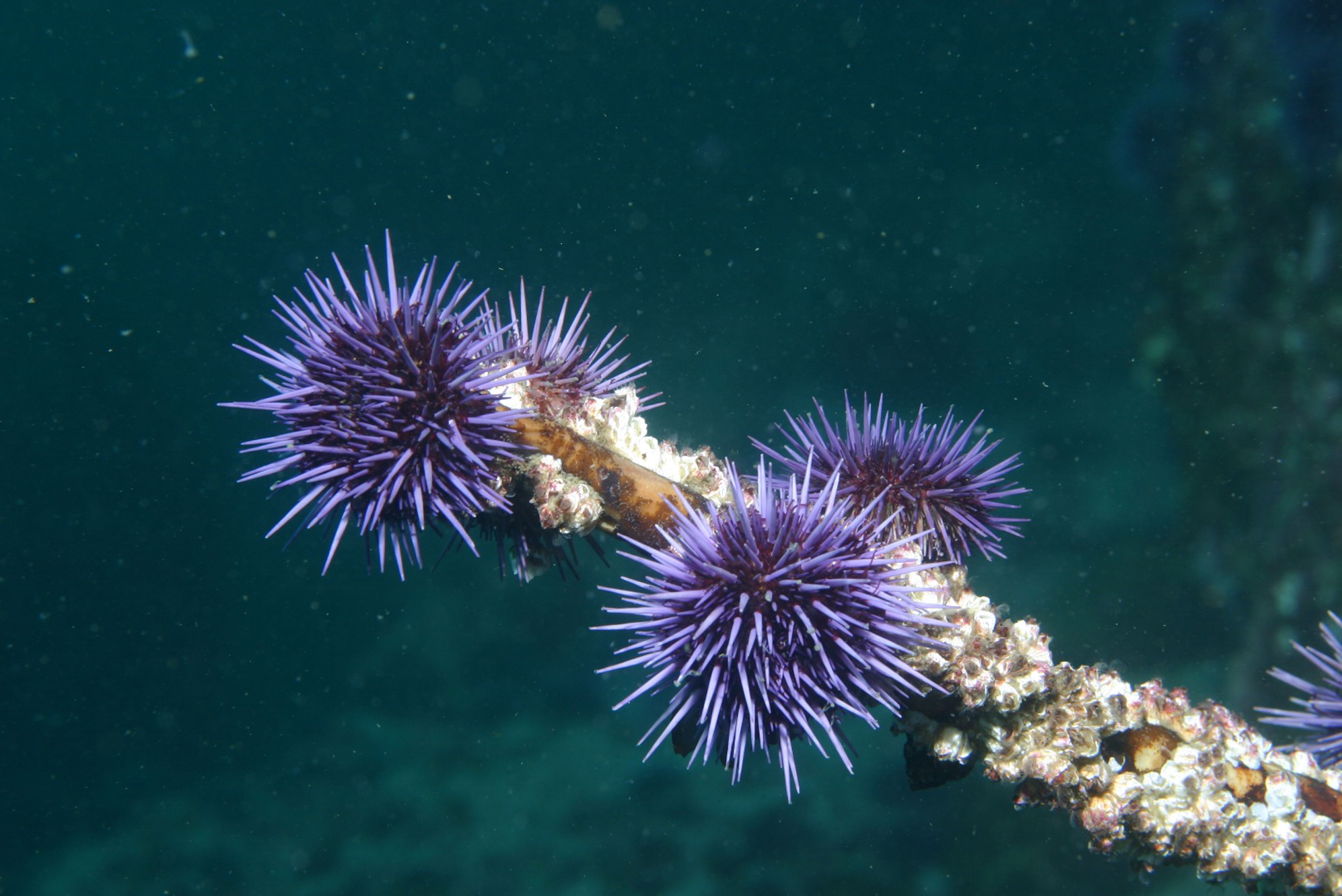caption: Across much of Northern California, purple urchins have little kelp left to eat, but still can survive.