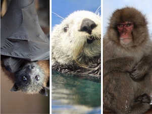 caption: About 6,500 mammal species live on Earth today. Credit from left to right: John Moore/Getty Images; Yoshikazu Tsuno/AFP via Getty Images; Koichi Kamoshida/Getty Images; Paula Bronstein/Getty Images