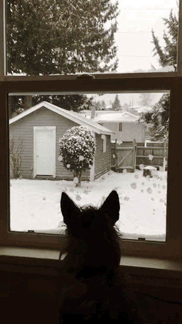 caption: Ferdinand the dog stares out at the first day of Seattle snow on Feb. 4, 2019.