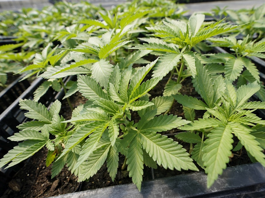 caption: Marijuana plants at Hepworth Farms in Milton, N.Y. Sixteen percent of Americans say they smoke marijuana, with 48% saying they have tried it at some point in their lives.