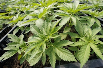 caption: Marijuana plants at Hepworth Farms in Milton, N.Y. Sixteen percent of Americans say they smoke marijuana, with 48% saying they have tried it at some point in their lives.