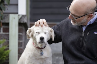caption: In this Monday, Nov. 11, 2019 photo, University of Washington School of Medicine researcher Daniel Promislow, the principal investigator of the Dog Aging Project grant, rubs the head of his elderly dog Frisbee at their home in Seattle.