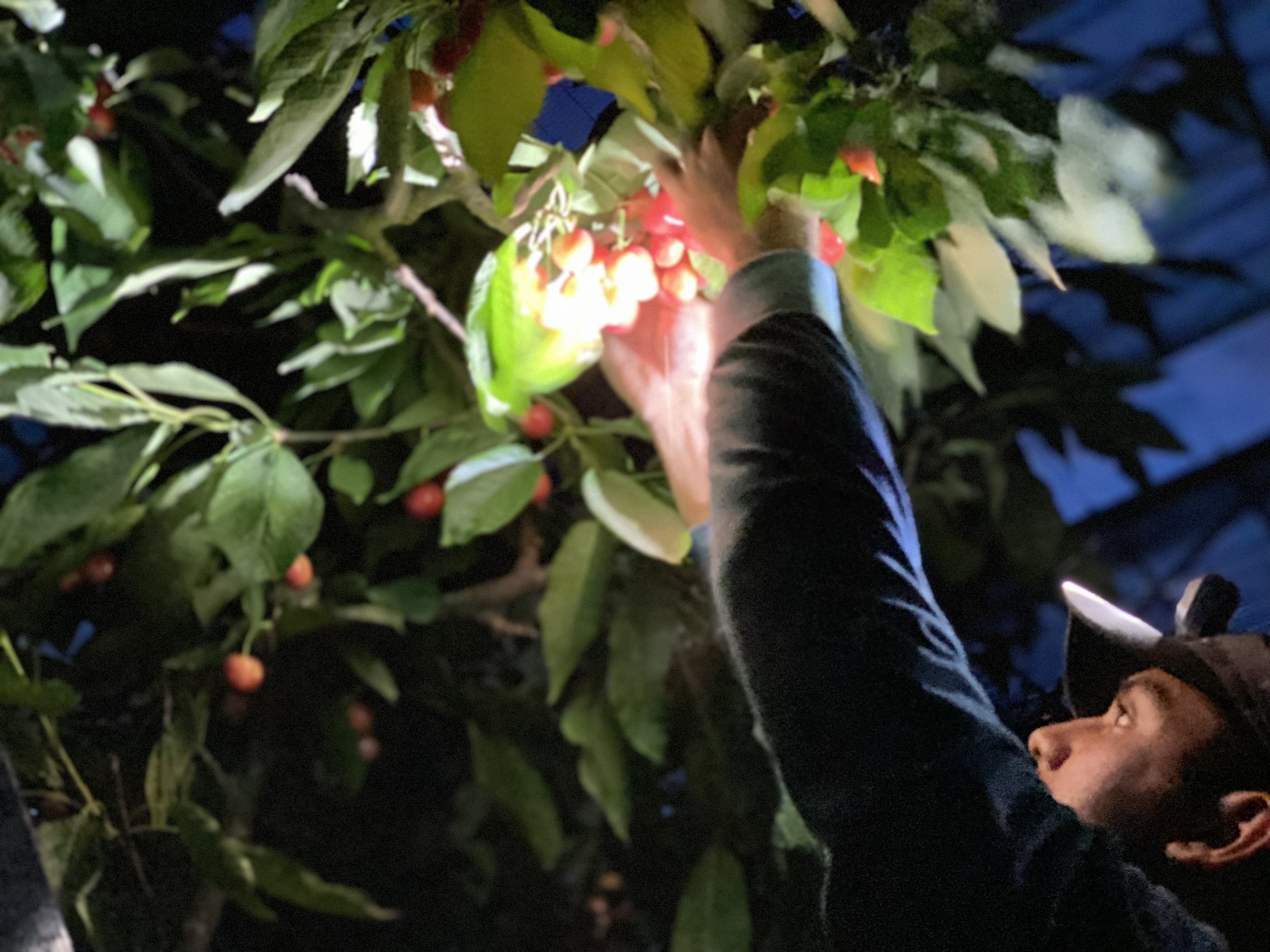 caption: Serafin Rodriguez Cortes, 21, of Kennewick, picks cherries in a greenhouse at night outside the Tri-Cities.