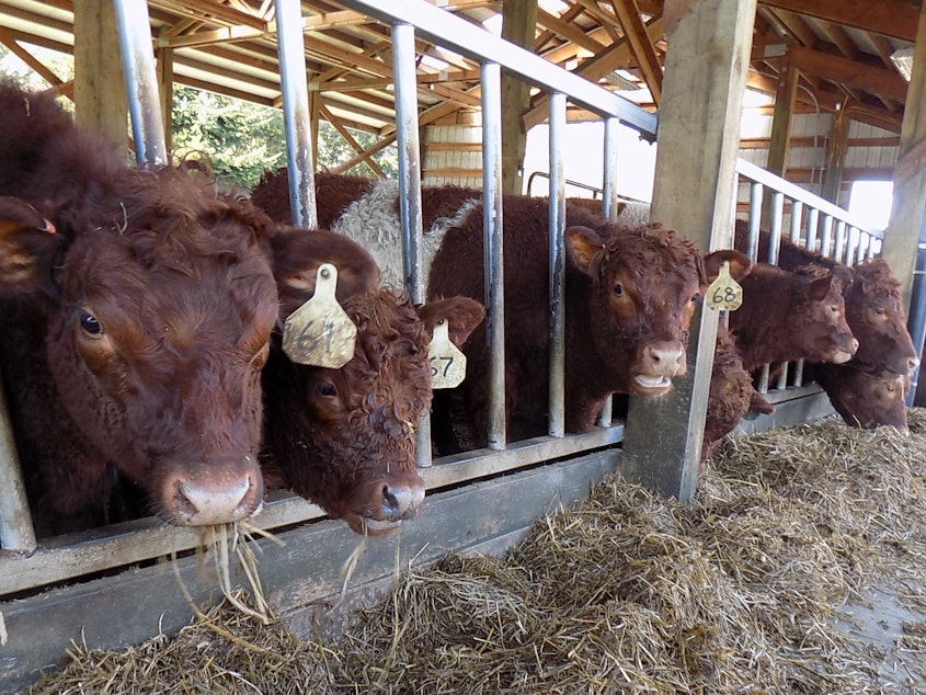 caption: Belted Kingshire cows eat hay at Wild Canary Farm near Duvall, Washington.