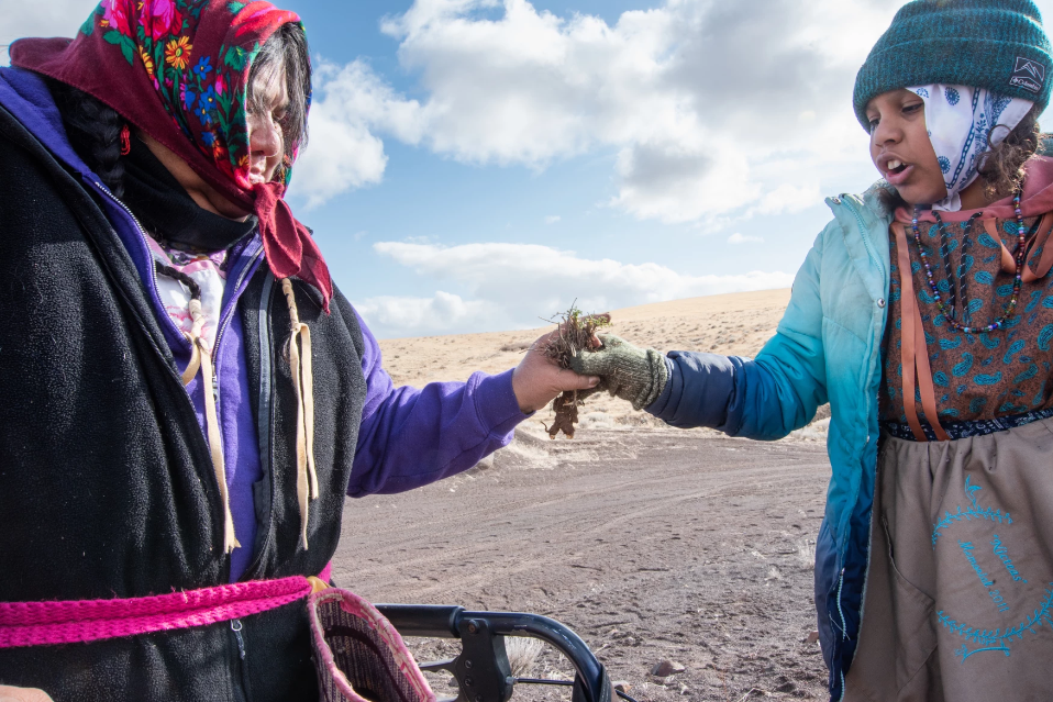 caption: Lisa Faye Gavin-McIntosh, 9, hands a wild celery root bunch to her grandmother, Shawna Gavin, who will sort the new tender roots from the dry, old “grandparent” stalks. Shawna Gavin, 65, is the eldest of the group of gatherers and was accompanied by her daughters and granddaughters on the dig. “We have to repeat what we hear, and we have to repeat and remember what we see,” says Mission Longhouse Leader Armand Minthorn, when speaking about the tribe’s sacred traditions.