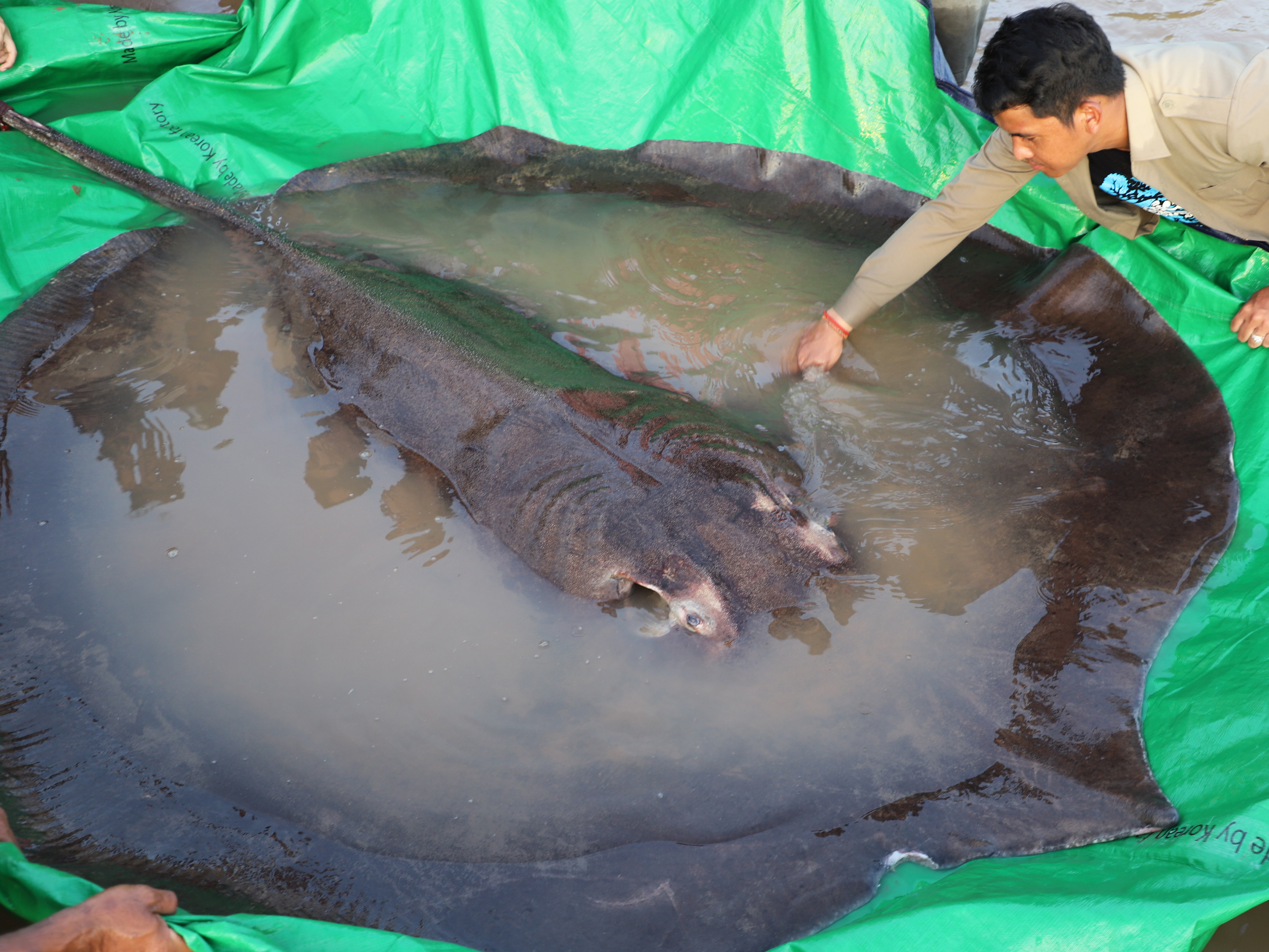 caption: In this photo provided by Wonders of the Mekong taken on June 14, 2022, a man touches a giant freshwater stingray before it was released back into the Mekong River in the northeastern province of Stung Treng, Cambodia.