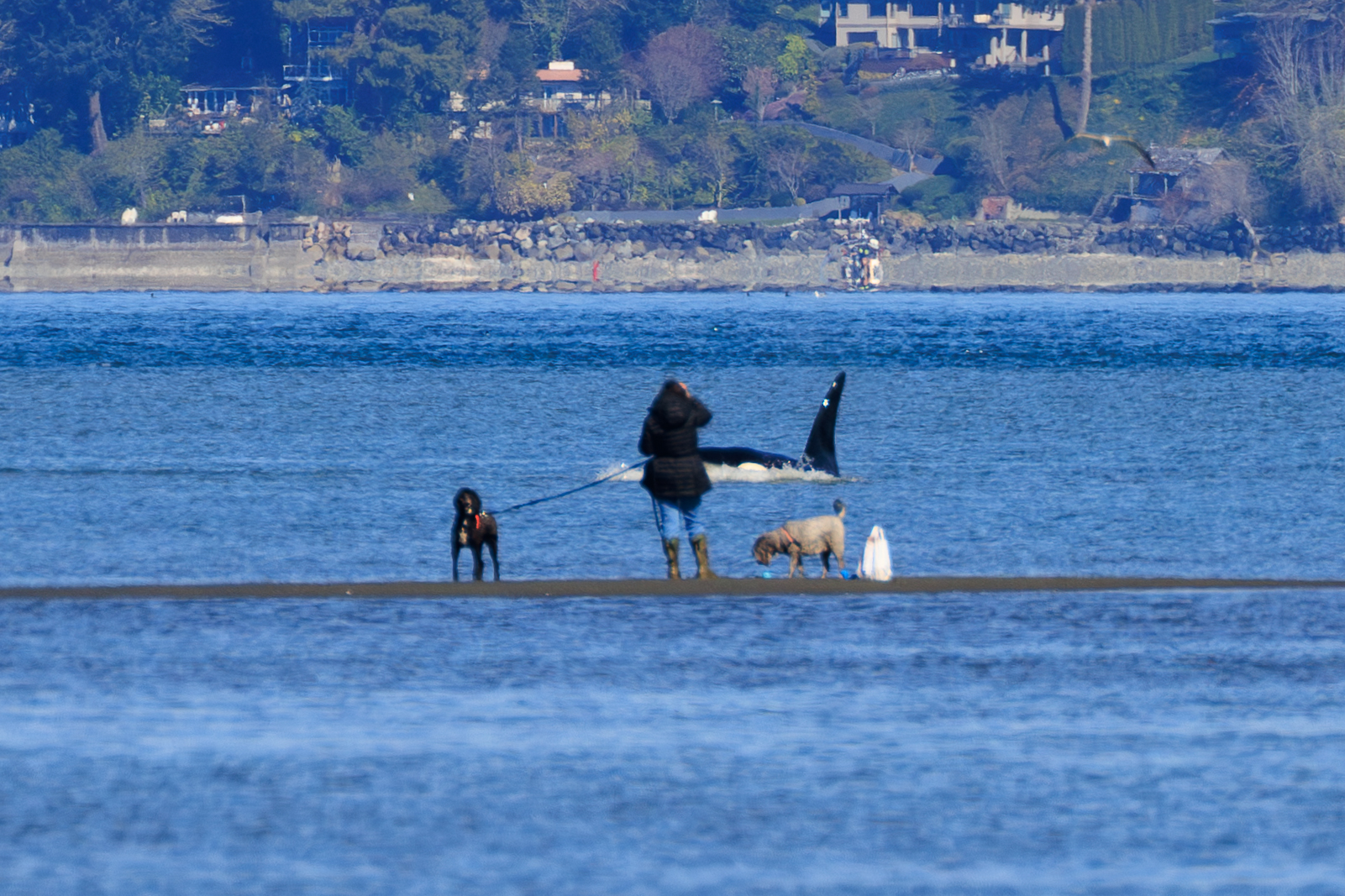 caption: Three mammal species share a moment on Puget Sound on March 26, 2026.
