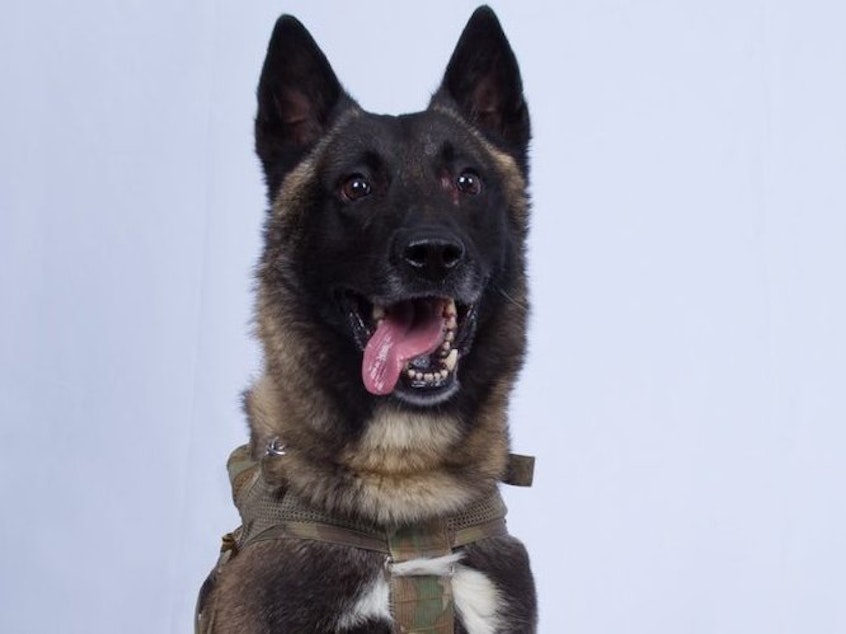 caption: President Trump on Monday released a photograph of the dog used in the weekend raid in Syria that resulted in the death of Abu Bakr al-Baghdadi, the founder and leader of the Islamic State. The dog was injured in the operation but is making a full recovery, defense officials say.
