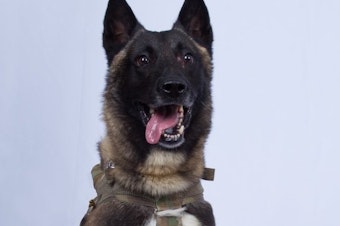 caption: President Trump on Monday released a photograph of the dog used in the weekend raid in Syria that resulted in the death of Abu Bakr al-Baghdadi, the founder and leader of the Islamic State. The dog was injured in the operation but is making a full recovery, defense officials say.