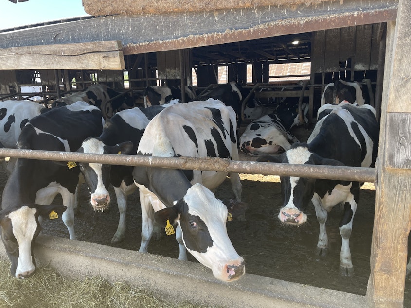caption: Cows eat a lot of hay at Leann Krainick's dairy farm in Enumclaw. "About 100 tons every month,” Krainick said.