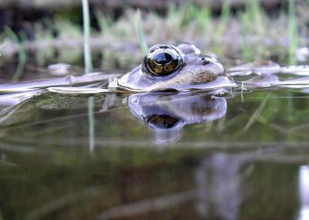 caption: <p>Cascades frogs like this one face multiple threats: they're eaten by non-native trout, and now, increasingly, they're losing habitat to climate change.</p>