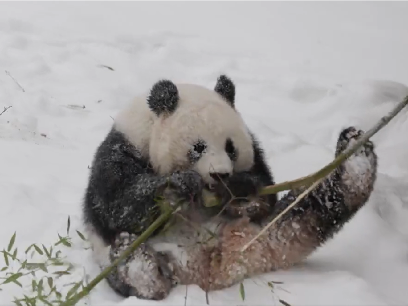 caption: A screenshot taken from the National Zoo's feed of the giant pandas shows one of the 3-year-old bears playing in the show.