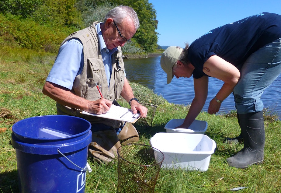caption: Volunteers Brian Gregory and Victoria Poage count crab in a trap at a site near Seabeck, June 2016